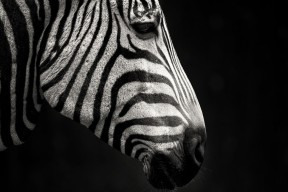 华体会网址-基米希的手术刀，曼联如何被一粒沉默的子弹击穿防线